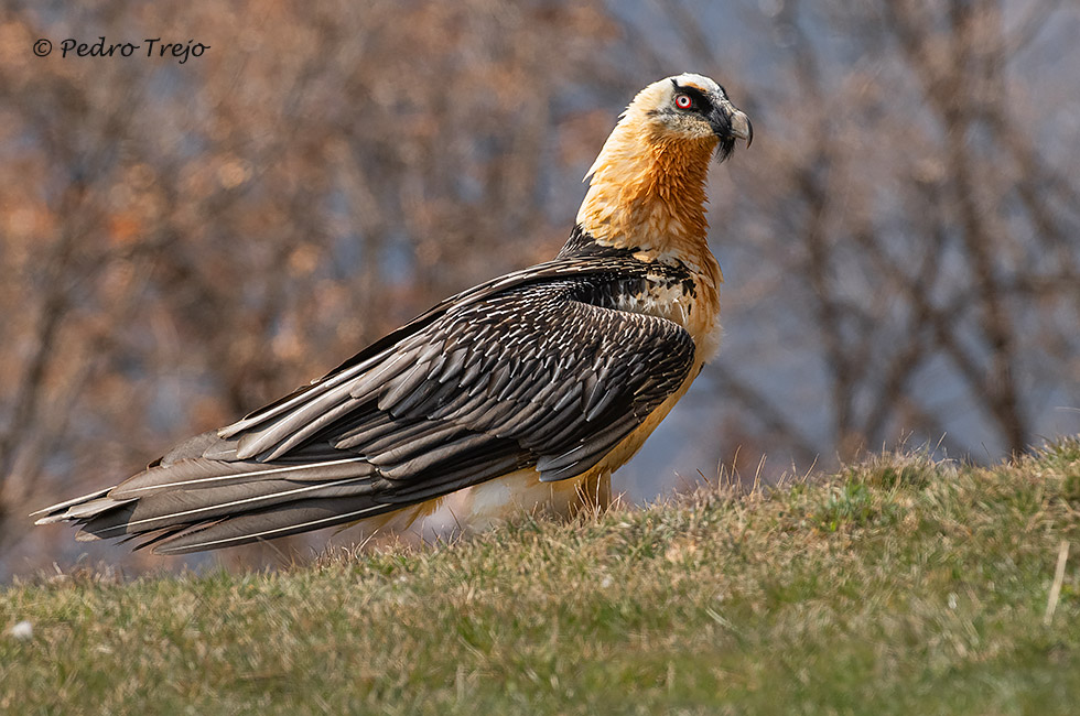 Quebrantahuesos (Gypaetus barbatus)